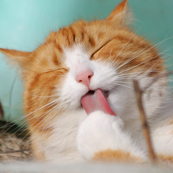 cat grooming its paw