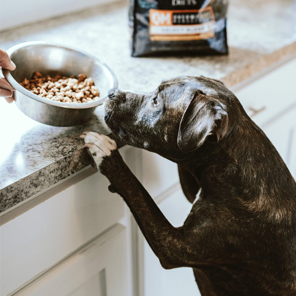 dog smelling food bowl on counter