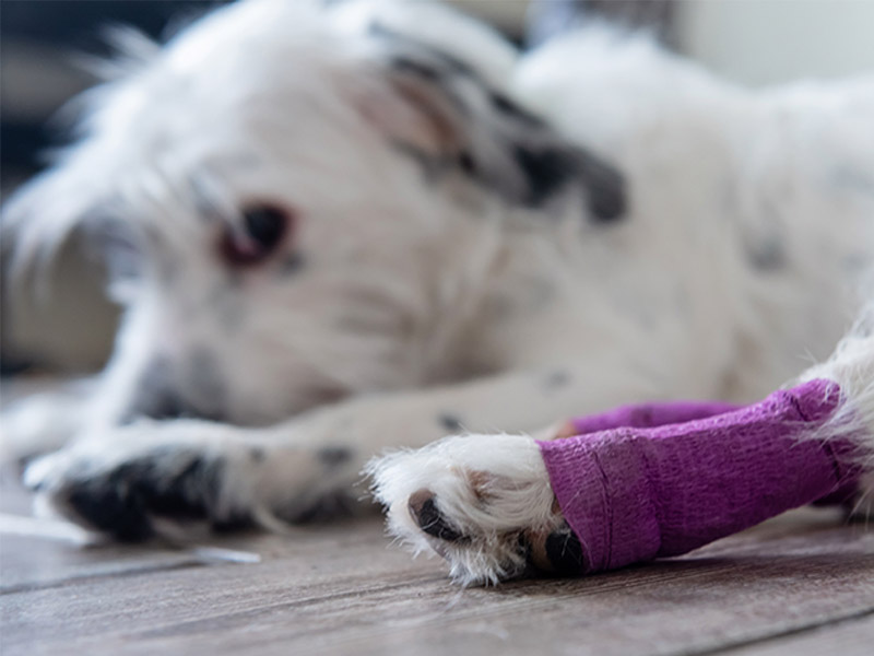 white dog on lying floor with pink bandaged leg