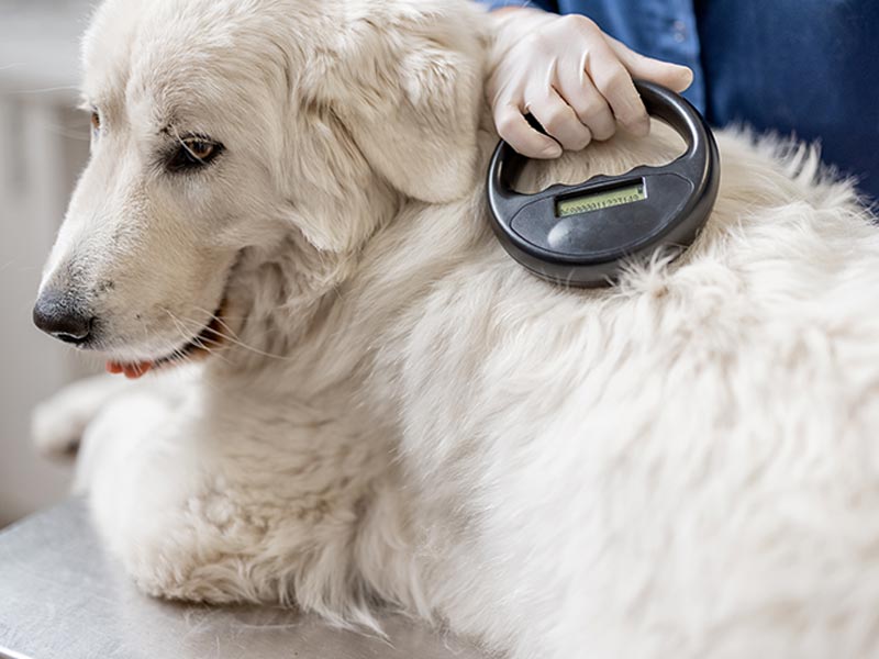 scanning large white dog for microchip