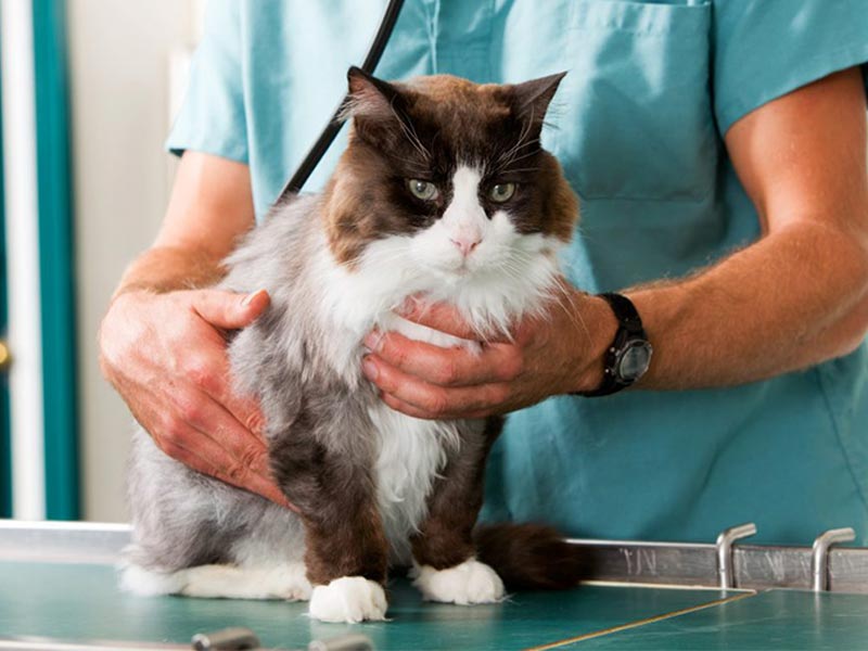 vet holding and examining cat