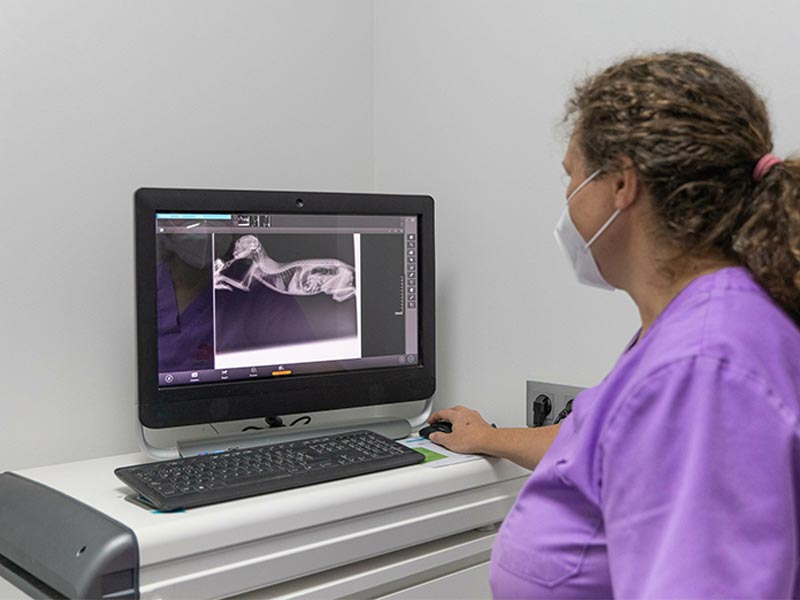 vet technician looking at x rays on computer screen